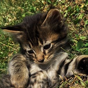 Meet your Posher, Julianne